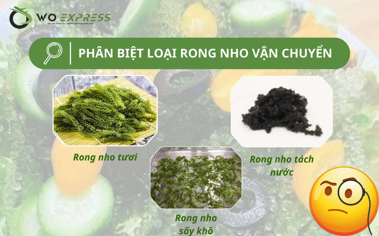 Phân biệt các loại rong nho phù hợp khi gửi rong nho đi nước ngoài